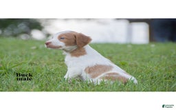 Brittany Spaniel dogs for sale: Buck - Image 1