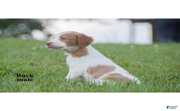 Brittany Spaniel dogs for sale - Ad 2