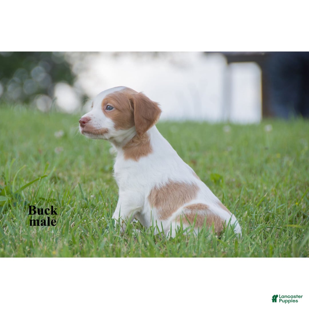 Brittany Spaniel dogs for sale: Buck - Image 1