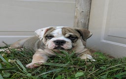 Olde English Bulldogge dogs for sale: Ginger - Image 11