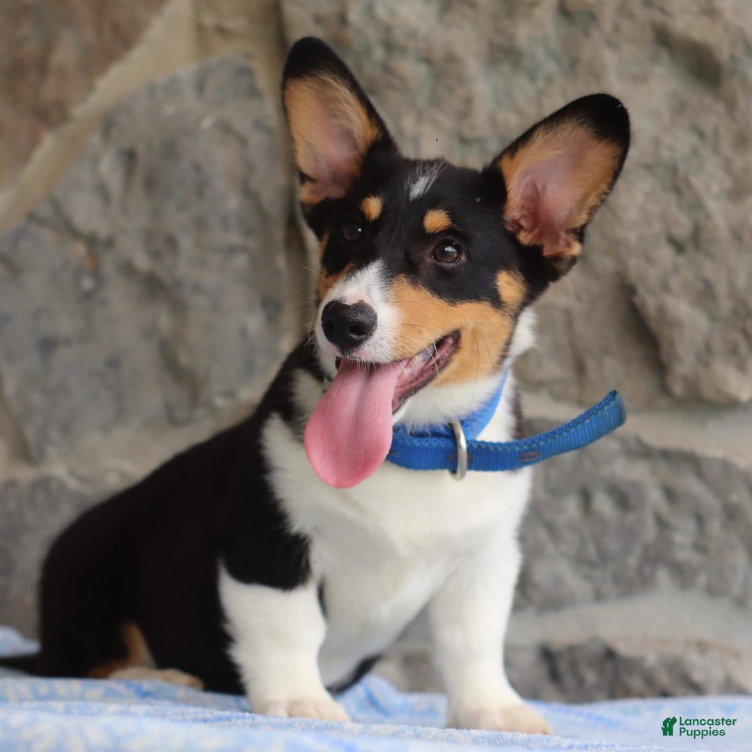 Welsh Corgi Pembroke dogs for sale: Kevin - Image 10