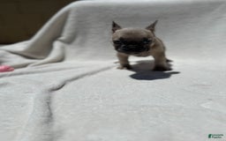 French Bulldog dogs for sale: Cassie - Image 10