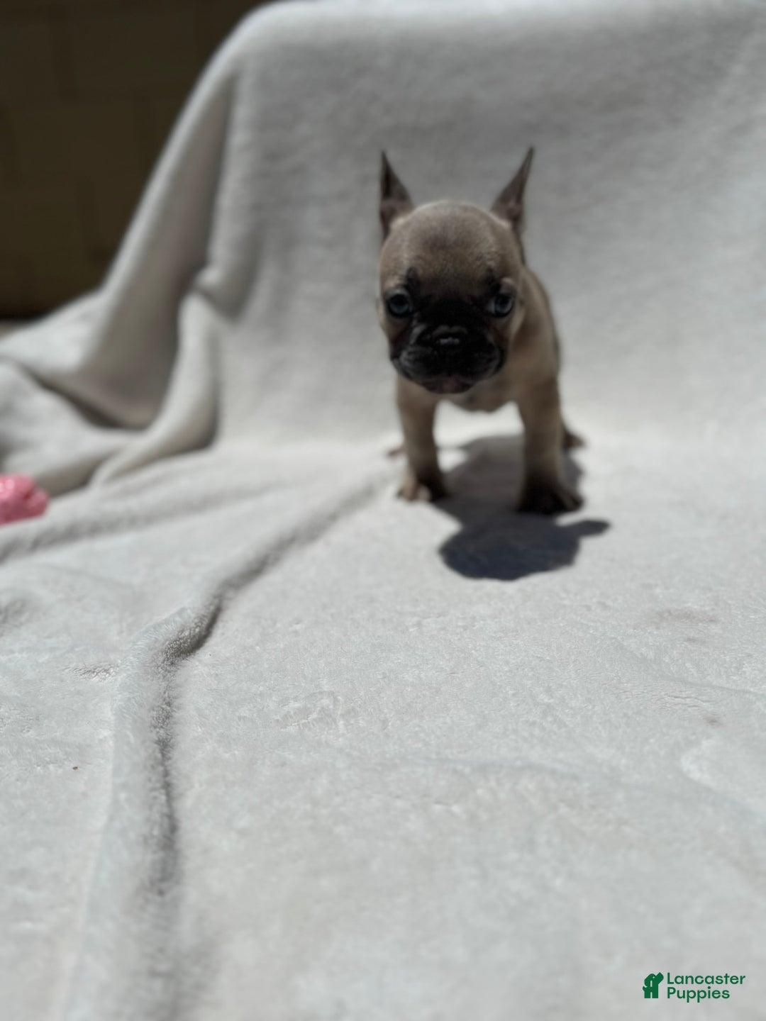 French Bulldog dogs for sale: Cassie - Image 10