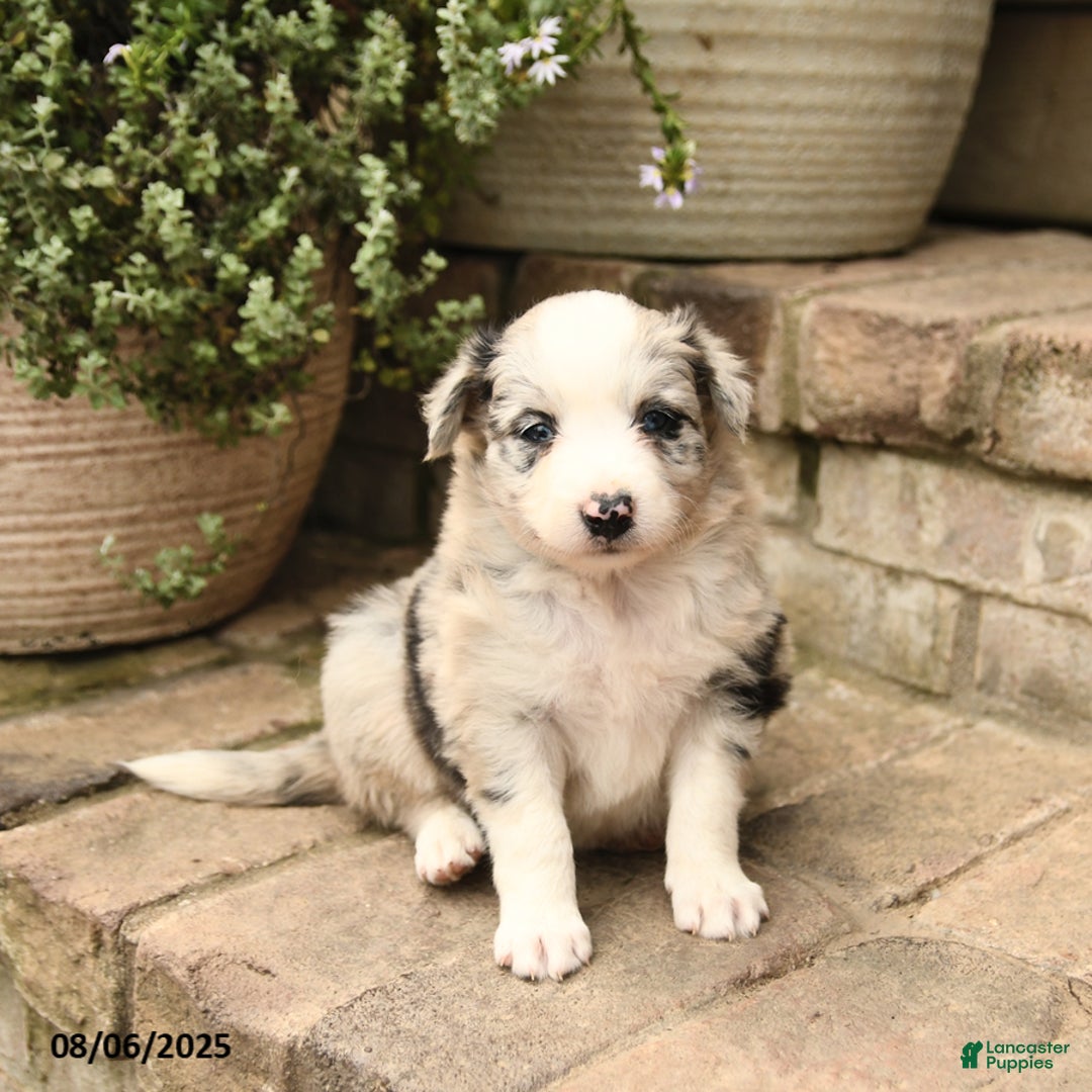 Border Collie dogs for sale: Macy - Image 1