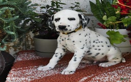Dalmatian dogs for sale: Dalmatian 12 puppies - Image 11