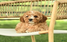 Mini Bernedoodle dogs for sale: Hazel - Image 1