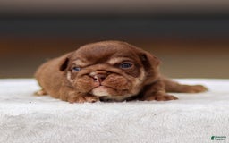 English Bulldog dogs for sale: Tasha - Image 1