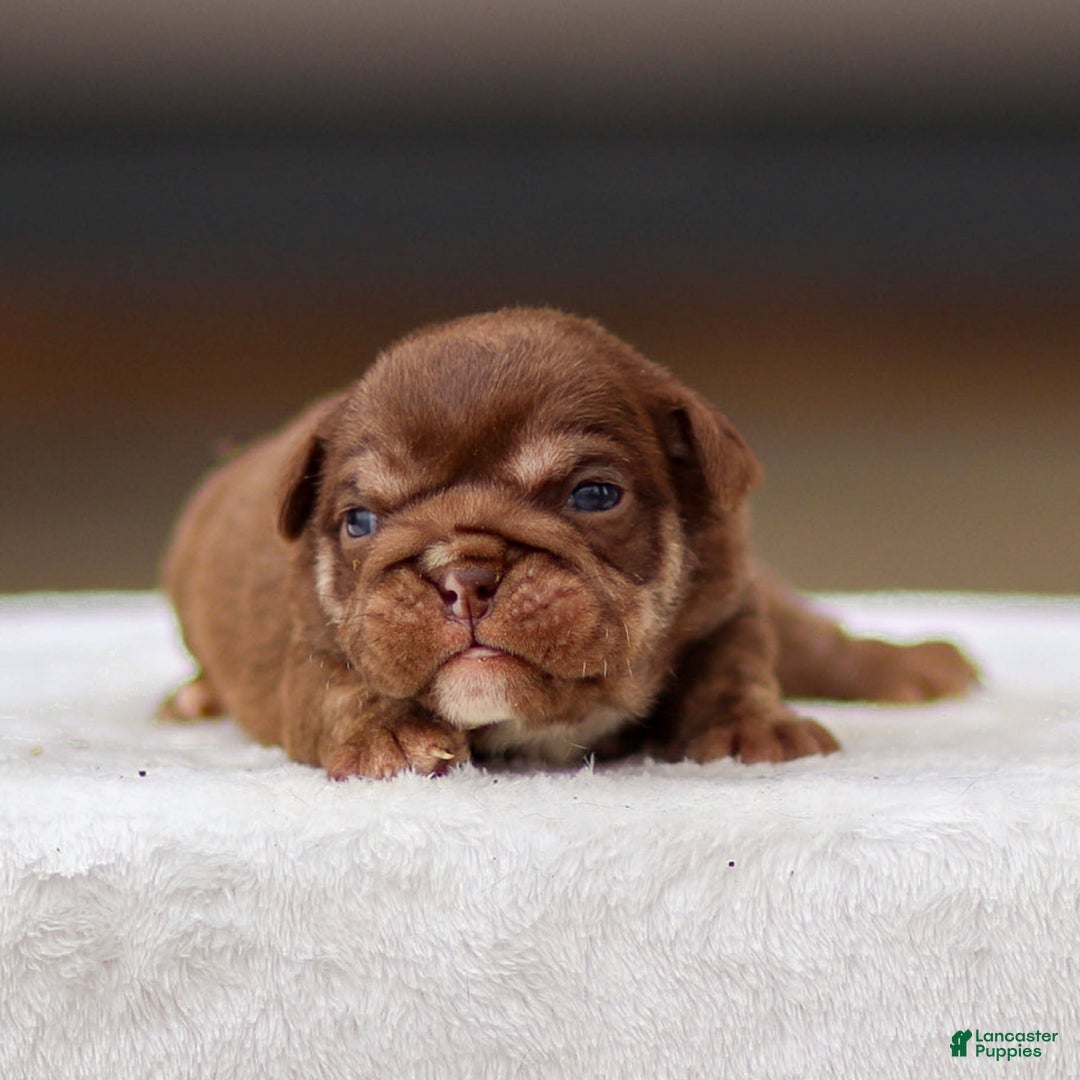 English Bulldog dogs for sale: Tasha - Image 1