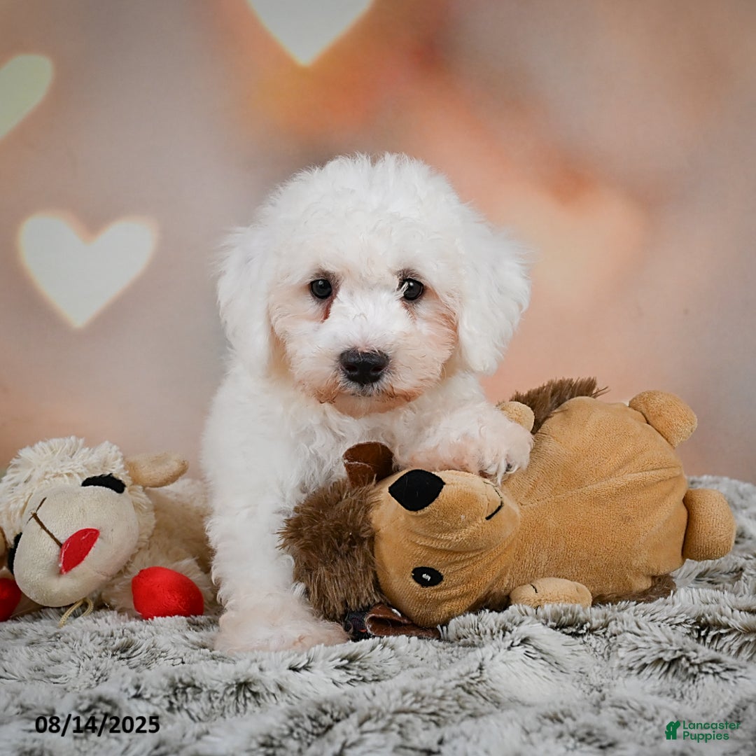 Bichon Frise dogs for sale: Boliver - Image 7