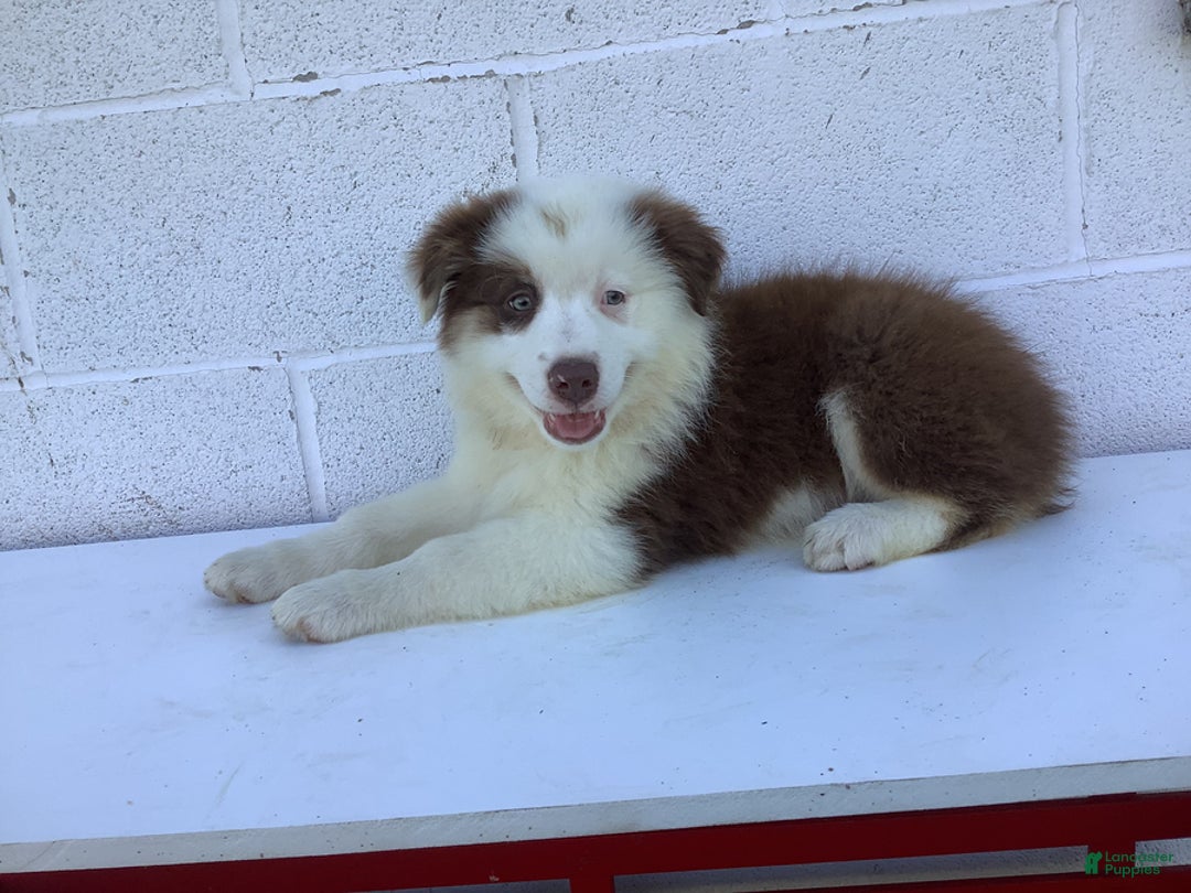 Australian Shepherd dogs for sale: Bentley - Image 4