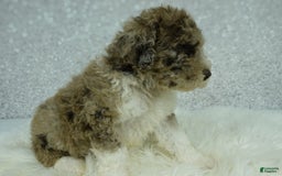 Newfypoo dogs for sale: Archie F1b - Image 3