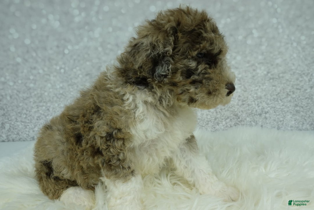 Newfypoo dogs for sale: Archie F1b - Image 3