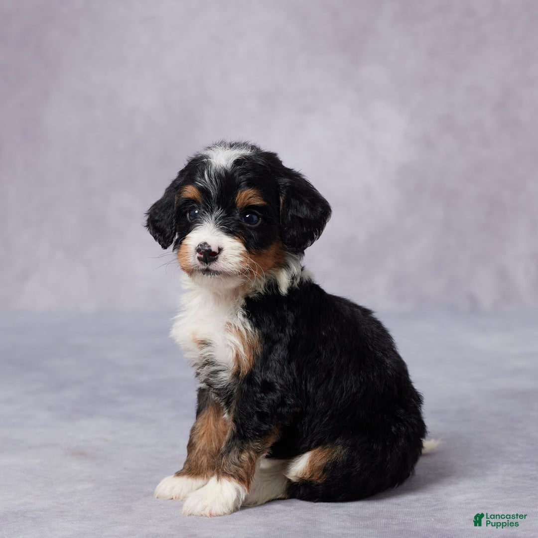 Mini Bernedoodle dogs for sale: Mini Bernedoodle 9 puppies - Image 2