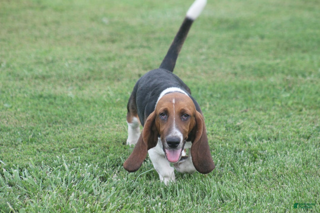 Basset Hound dogs for sale: FAY - Image 5