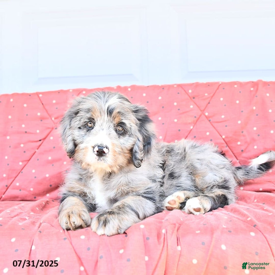 Miniature Bernese Mountain Dog dogs for sale: Sunflower - Image 4