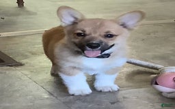 Welsh Corgi Pembroke dogs for sale: Purple - Image 2