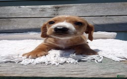 Miniature Dachshund dogs for sale: Elmer - Image 8