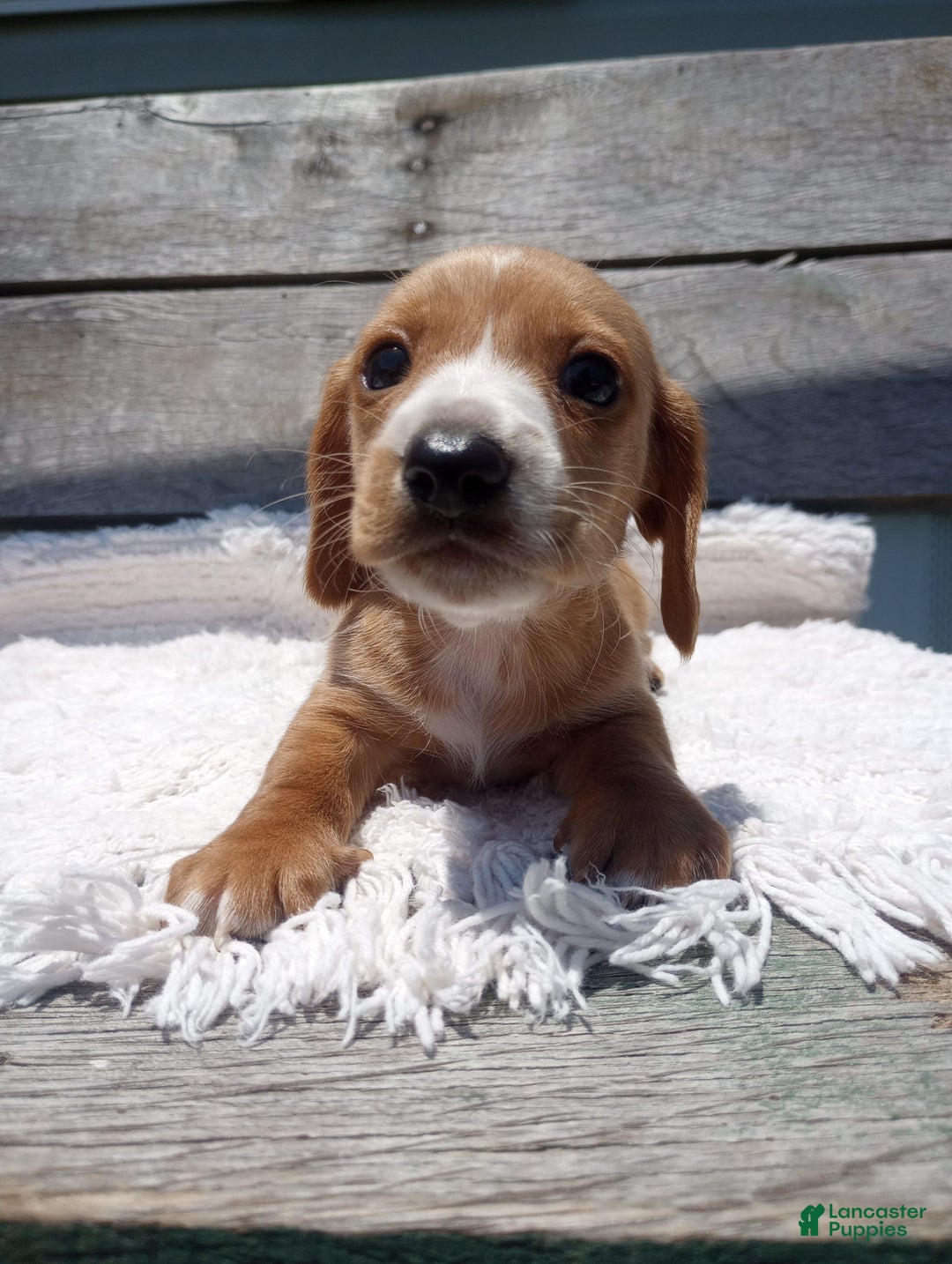 Miniature Dachshund dogs for sale: Elmer - Image 8