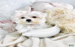 Maltese dogs for sale: Nancy - Image 1