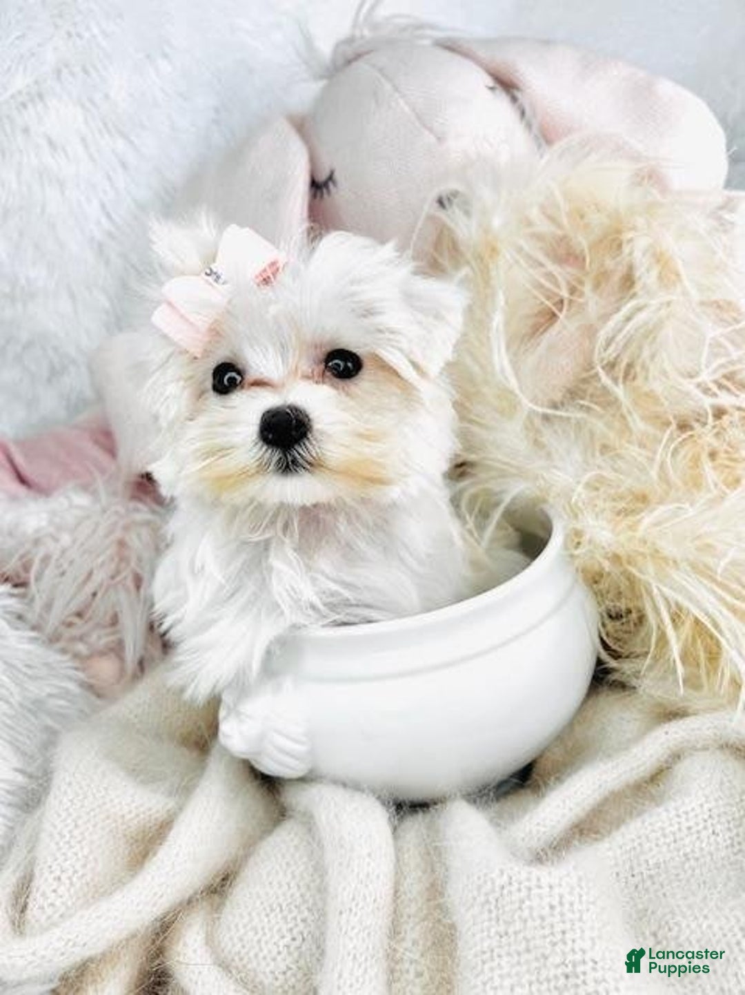 Maltese dogs for sale: Nancy - Image 1