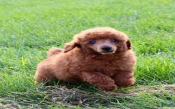 Miniature Poodle dogs for sale: Royal - Image 2