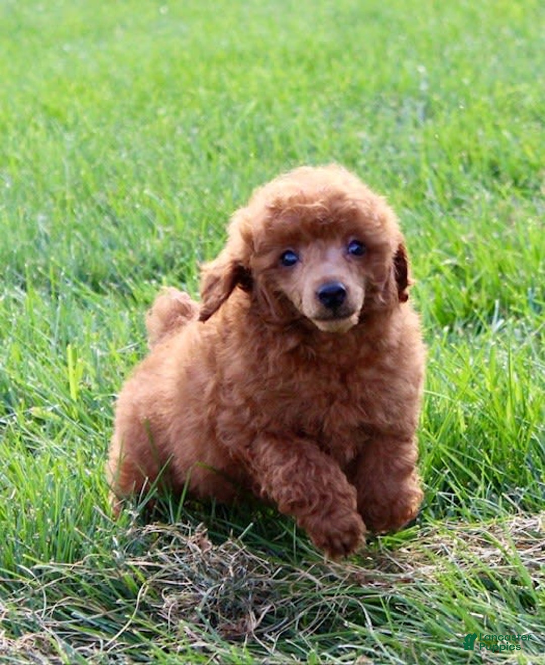 Miniature Poodle dogs for sale: Royal - Image 2
