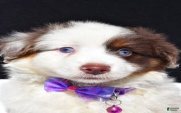 Miniature Australian Shepherd dogs for sale: June - Image 3