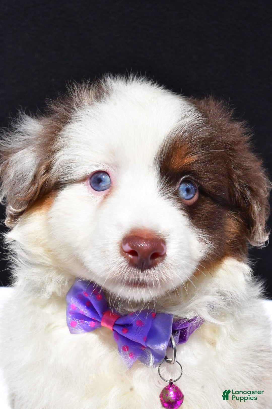 Miniature Australian Shepherd dogs for sale: June - Image 3