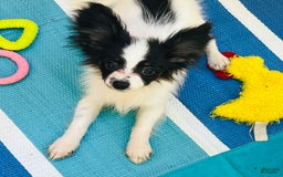 Papillon dogs for sale: CH. Olimpia x Wilder - Image 1