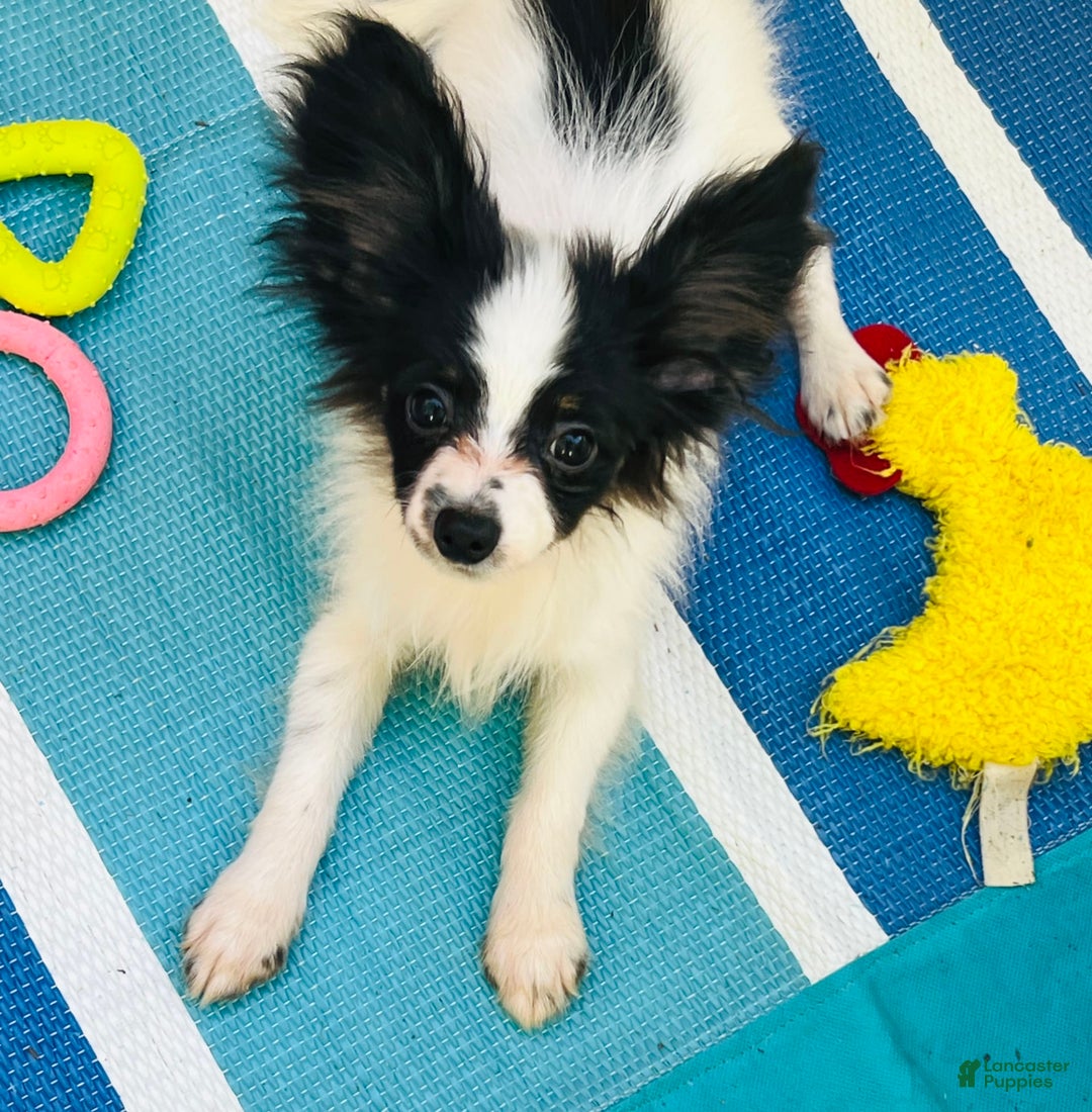 Papillon dogs for sale: CH. Olimpia x Wilder - Image 1