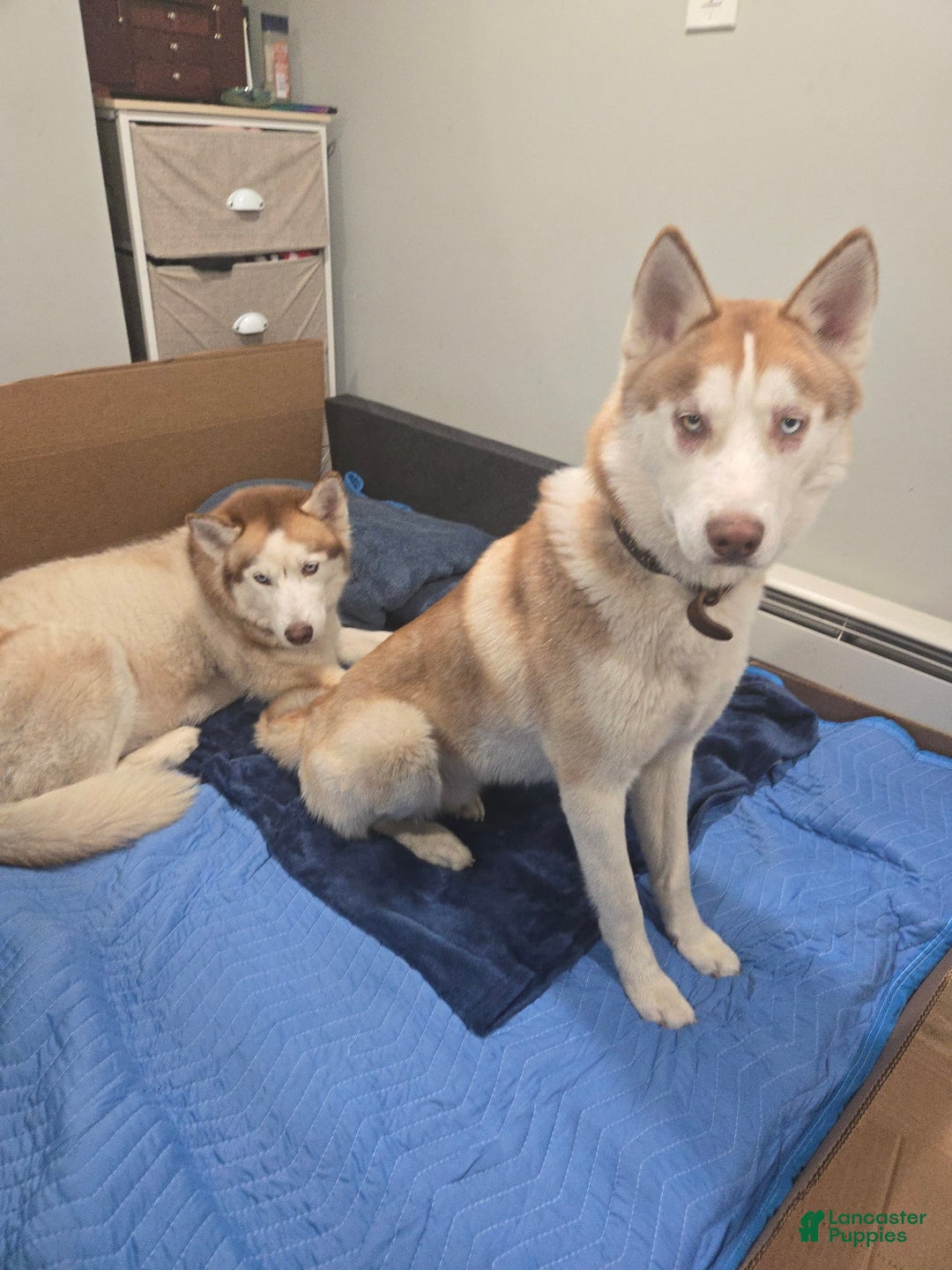 Siberian Husky dogs for sale: Creed - Image 6