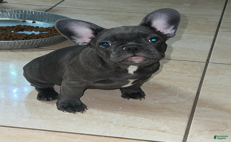 French Bulldog dogs for sale - Ad 5