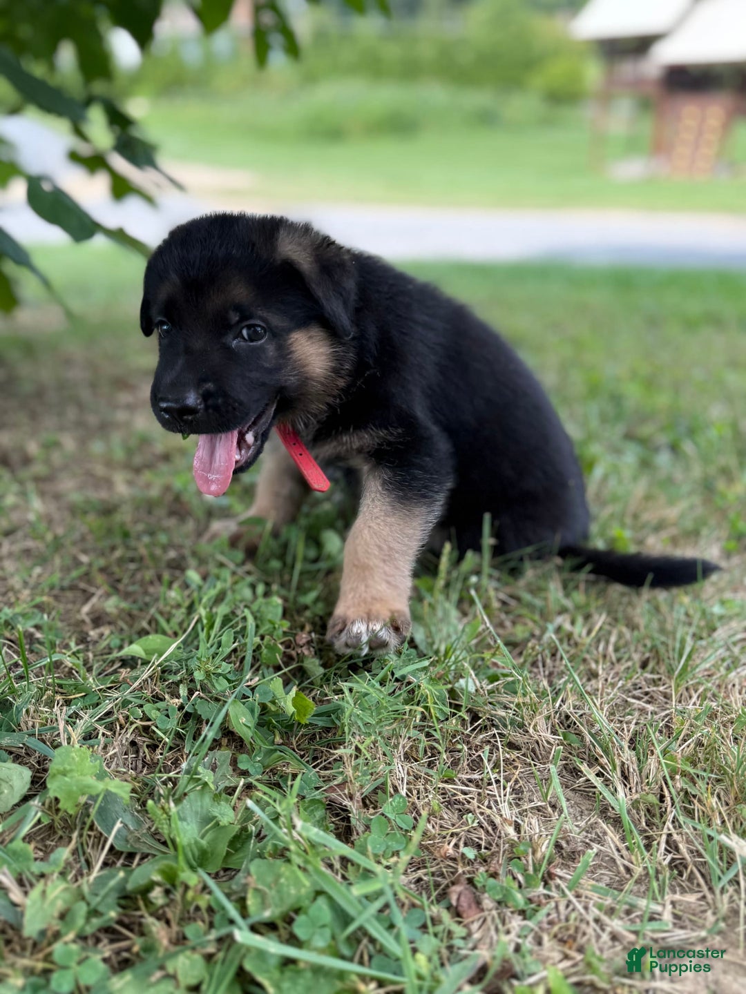 German Shepherd dogs for sale: Red - Image 13