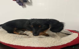Miniature Dachshund dogs for sale: Nyx - Image 2