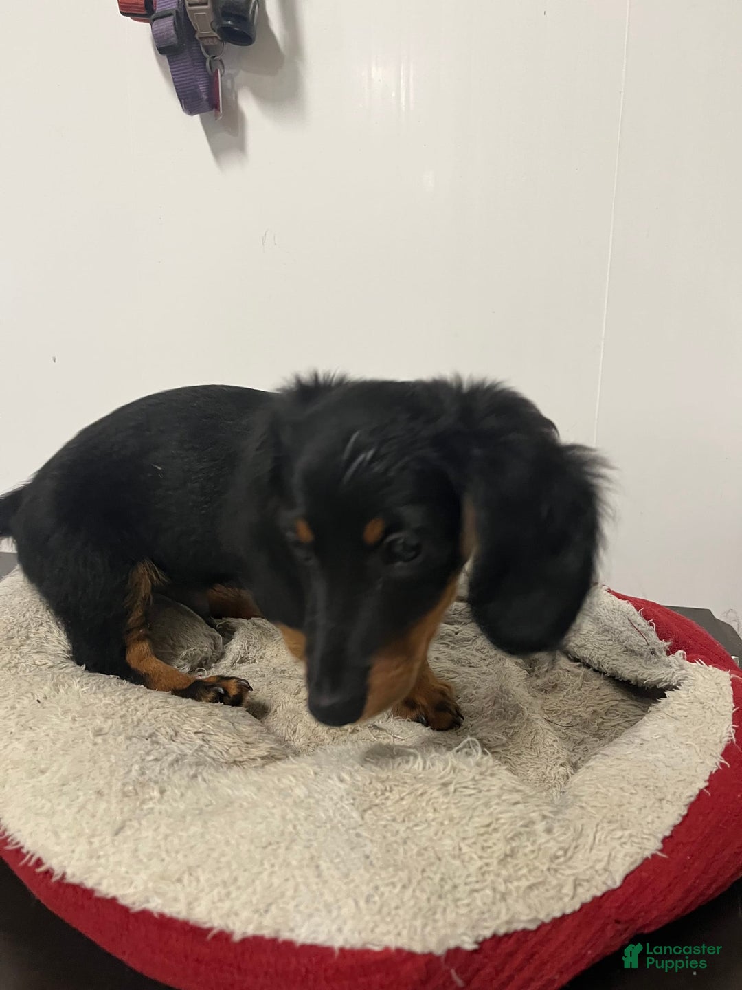 Miniature Dachshund dogs for sale: Nyx - Image 2