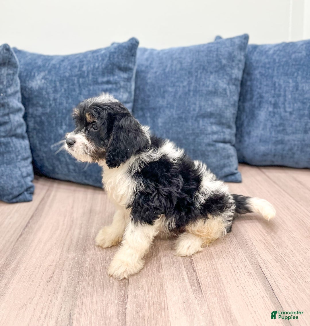 Cavapoo dogs for sale: Lulu - Image 4