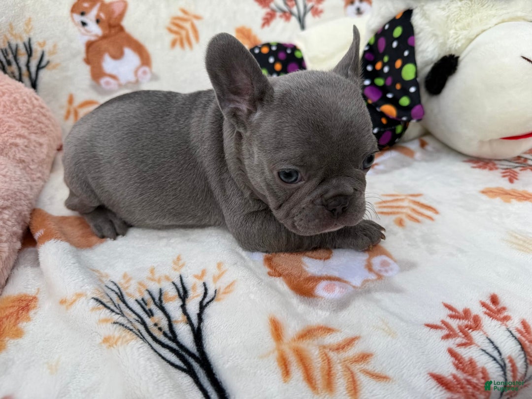 French Bulldog dogs for sale: Chanel - Image 1