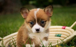 Welsh Corgi Pembroke dogs for sale: Cupcake - Image 1