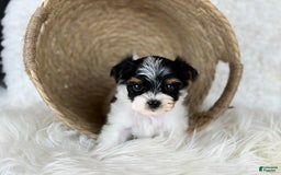 Yorkshire Terrier dogs for sale: Theo - Image 2