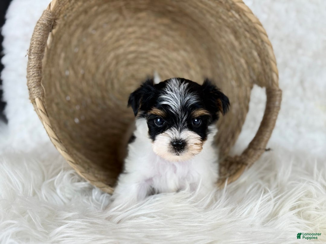 Yorkshire Terrier dogs for sale: Theo - Image 2