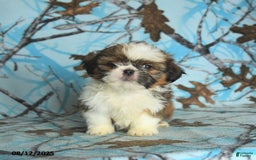 Shih Tzu dogs for sale: Stella - Image 2