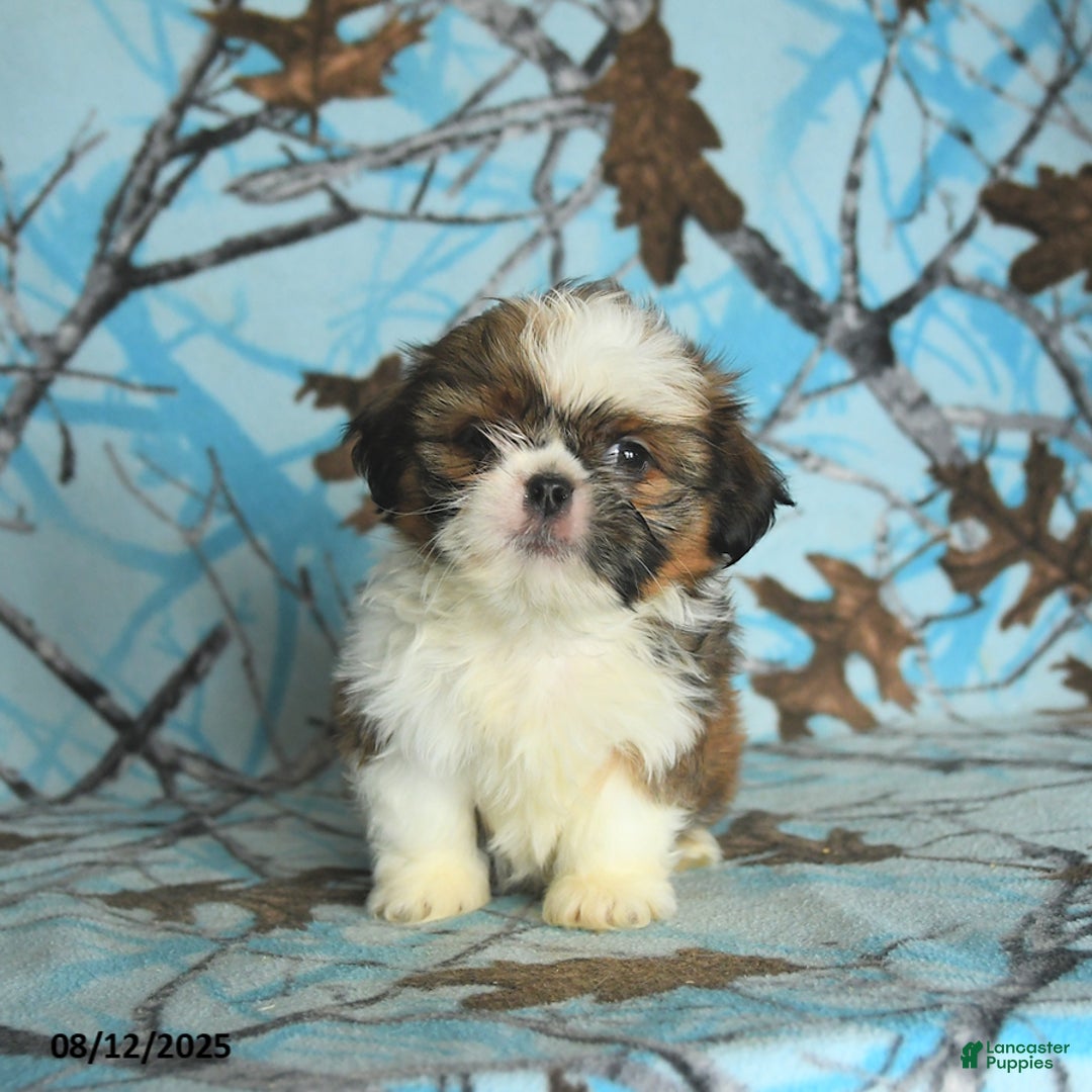 Shih Tzu dogs for sale: Stella - Image 2
