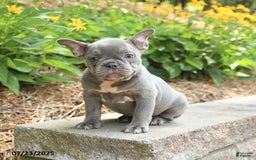 Frenchton dogs for sale: Rosie - Image 2