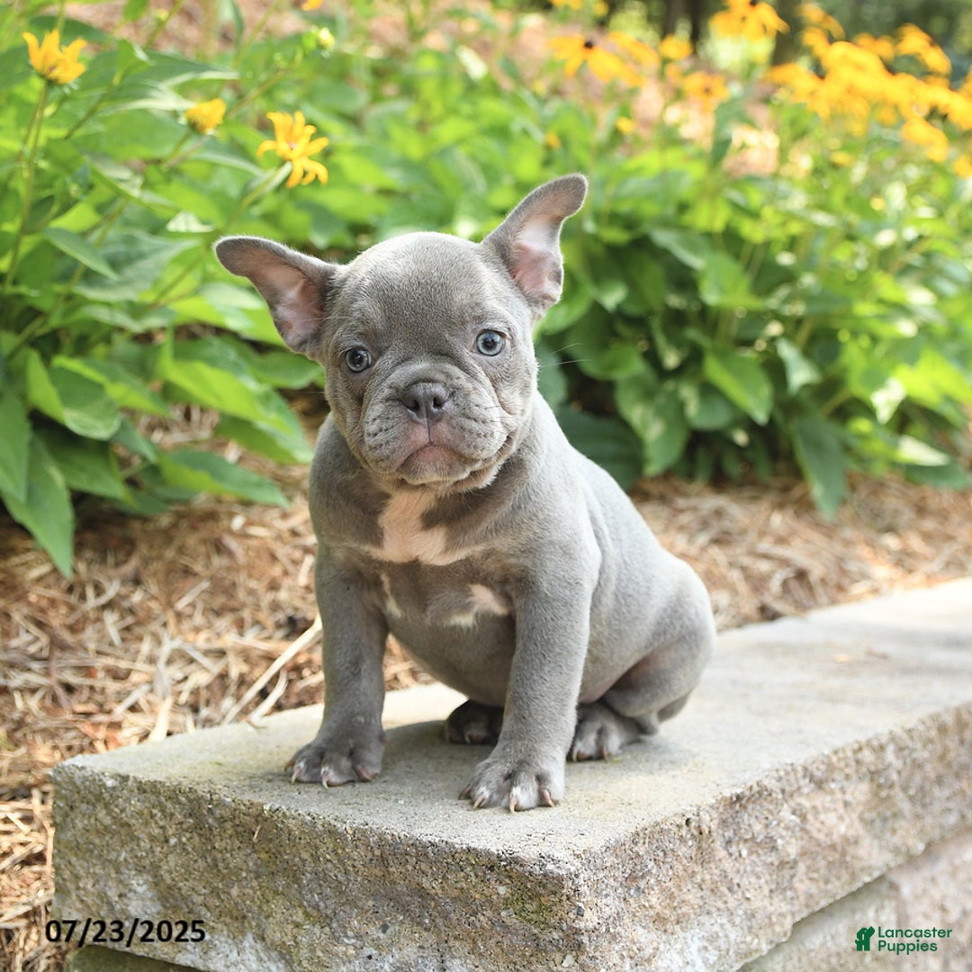 Frenchton dogs for sale: Rosie - Image 2