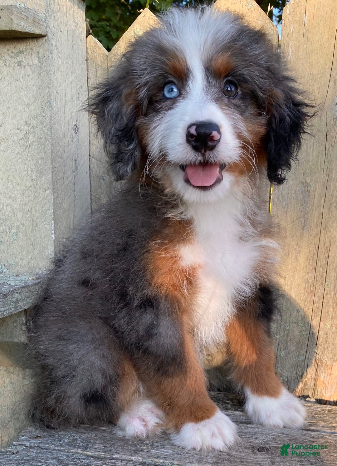 Mini Bernedoodle dogs for sale: 💛 In Boston Massachusetts 💛 One Blue Eye 💛 Mini Bernedoodle 💛 - Image 6