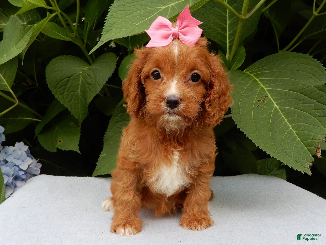 Cavapoo dogs for sale: Penny - Image 6