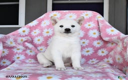 Shiba Inu dogs for sale: Mark - Image 3