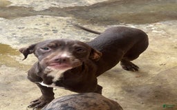 American Pit Bull Terrier dogs for sale: Pup 2 - Image 2