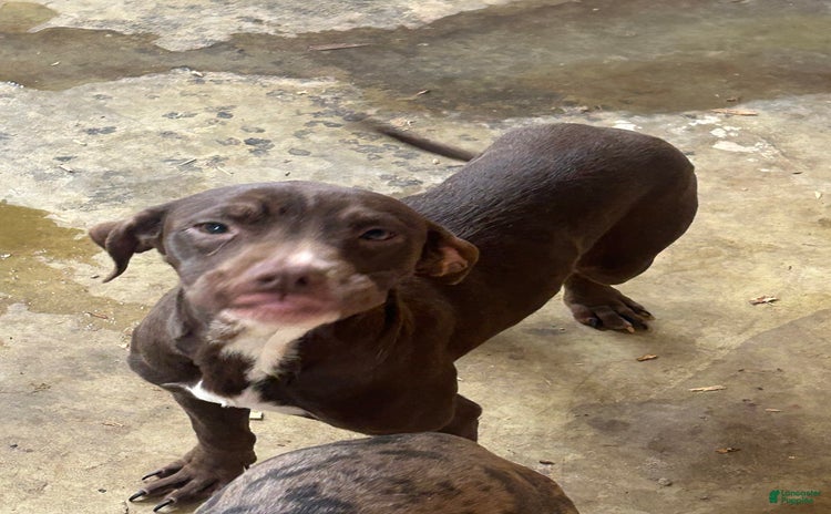 American Pit Bull Terrier dogs - Advert 36