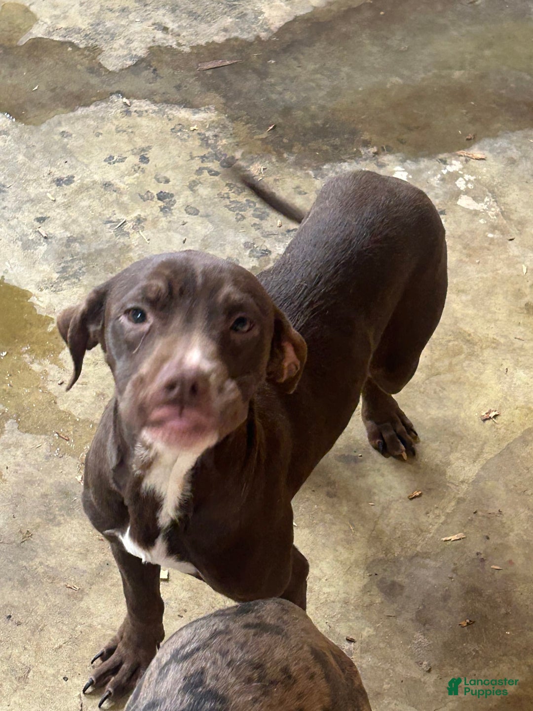 American Pit Bull Terrier dogs for sale: Pup 2 - Image 2